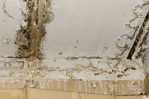 Best Attic Mold Removal  in Frederick, OK